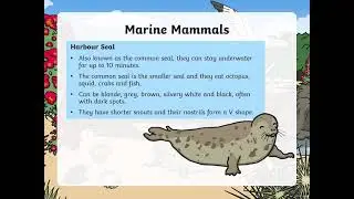 Beach Habitat 1