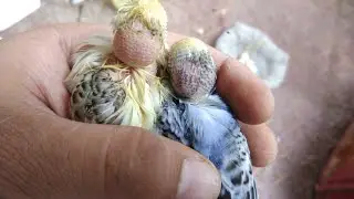 Budgies Parrots Feather Plucking Problem Solution