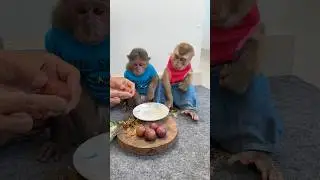 Monkey giggles fill the air 🐵🤣💕 #MonkeyJoy #HappyHeart