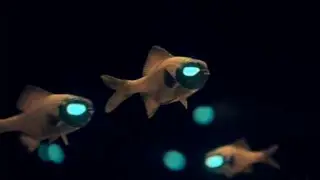 ornamental fish that can glow in the water