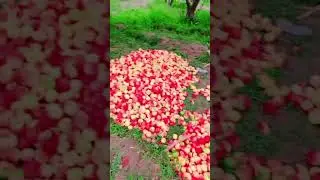 Apple garden in Pakistan balouchistan #apple #balochistan #fruiteating #applestore #fruite #india