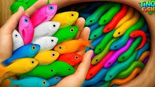 I Get Colorful Ornamental Fish In Tiny Pond: Baby Turtle,Goldfish,Platy Fish,Glass Fish,Fish Video
