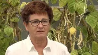 BBK AZOKA - Begoña Lumbreras - MOMOITIO BASERRIA, la alubia más tradicional