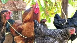 56 Days old FFG chicks, 9609350501