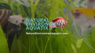 Buying Freshwater Fish Online