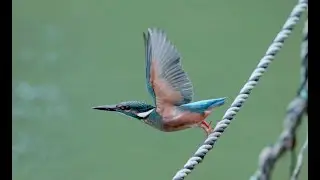 Flying kingfisher