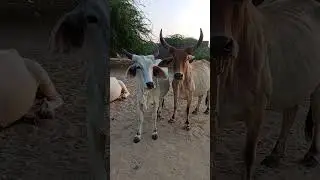 #cowandcalf #shorts #viralvideos