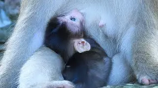 LOVELY BABY BRADY SO ADORABLE LOOK TO MOM AND GET MILK. LOVE YOU MOM.