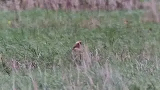 Pallid Harrier - Peuramaa - September 25