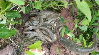 Amazing Deep Hole Fishing - How to fishing with deep hole - Cambodia Traditional Fishing