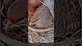 grey francolin hatching🐣 | francolin chicks hatch out #pets #greyfrancolin #birdsounds