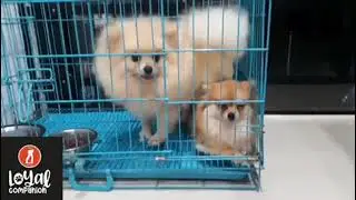 Pom grooming💜#pomeranian #petgrooming #doggrooming #cutepuppy #loyalcompanion #rathunt