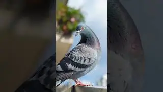 👉 Знакомьтесь, голубь 🕊️ | Животные вокруг нас для детей