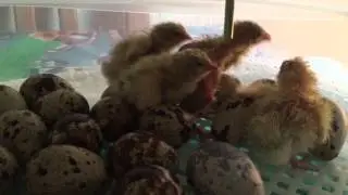 First five quails hatched in our Janoel 12 incubator.