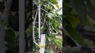 Back Yard Orchard Culture with Avocado Trees