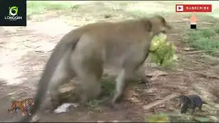 Funny Monkey Scares Tourists at Angkor Wat 😂
