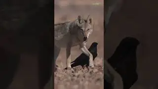 5 Unlikely Friendships in the Animal Kingdom