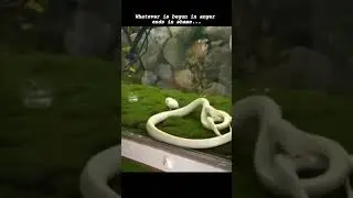 Self destruction🎯 #anger #wildlife #motivational #quotes #shorts #youtubeshorts