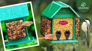 Kingsyar Double Suet Bird Feeder | 3 Common Backyard Birds | Carolina Wren&Chickadee,Tufted Titmouse