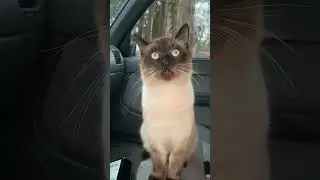 Yeti the cat!!! Rain drop on his forehead #fun #cat #love #cute #lol #funny