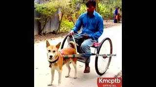 Dog rickshaw | dog taxi | dog rickshaw china | dog taxi china | dog | rickshaw | taxi | shorts
