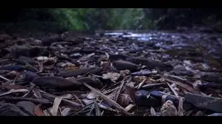 Valencia Intake River Trinidad and Tobago