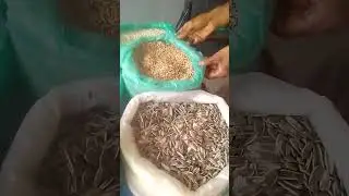 Rajput Bird shop mehran road digri