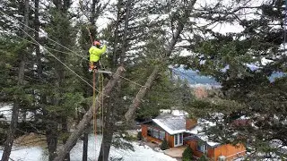 Technical Tree Removal