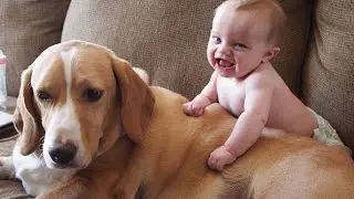 Gatos Bonitos E Os C&atilde;es Adoram Beb&ecirc;s. Compila&ccedil;&atilde;o [HD]