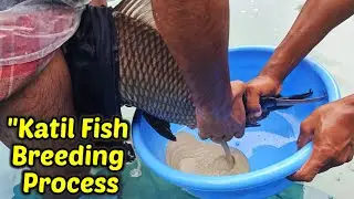  Katil Fish Breeding in Hatchery &ndash; Full Process & Techniques #fishbreeding #shortsvideo