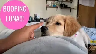 BOOPING MY DOG!!!