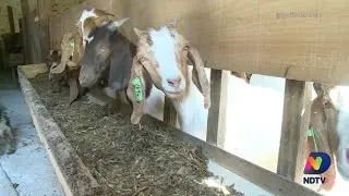 Empres&aacute;rio do Oeste catarinense &eacute; destaque com cria&ccedil;&atilde;o de cabras