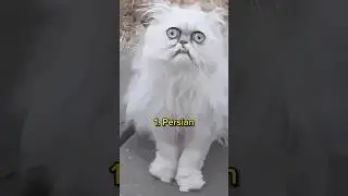 Top 10 most popular cats in the world.