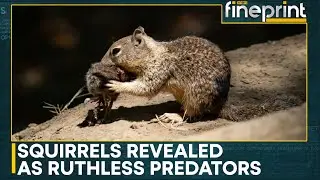 Are Squirrels Vegetarian Or Meat Eaters? | World News | WION Fineprint