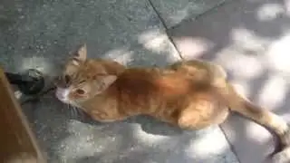 Cat day in 60 seconds или Хочу быть котом