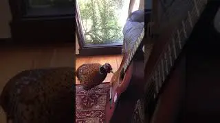 Pet pheasant playing guitar.
