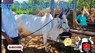 गाय का ओपरेसन करना पडेगा...#viralvideo  #veterinarian #vetslife