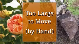 Moving a Large Shrub (Rose) with a Mini Excavator