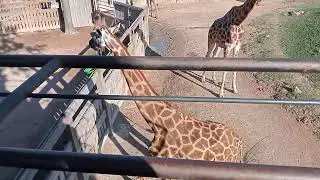 Giraffe Curiose @ Bioparco Zoom (TO)