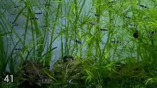 41 Rocket Killifish