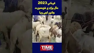 Qurbani 2023 Beautiful animals came to the market #shorts