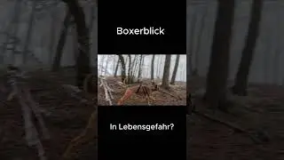 Deutscher Boxer in Lebensgefahr #deutscherboxer #boxerblick #hundeabenteuer #doglife #goprodog