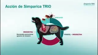 Lanzamiento Simparica Trio