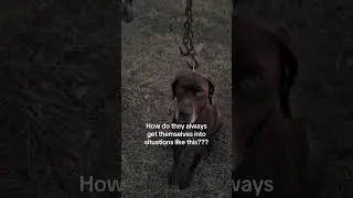@__.jomarie.__: A GSP will always keep you on your toes! He was stuck only for a few minutes 🤪