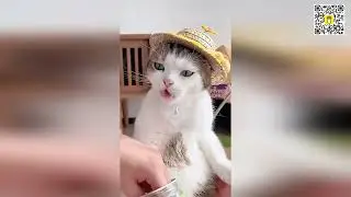 😻😹 Приготовьтесь к смеху: самые смешные кошачьи неудачи всех времен! 😂😻