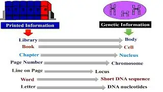 Genetic Information Similar to Printed Information