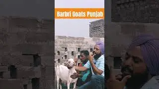 Barbri Goat Information.Goat farming Traning