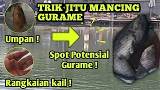 TRIK JITU MANCING IKAN GURAME DI KOLAM ‼️UMPAN GURAME PALING JITU ||  PEMANCINGAN MARWAN