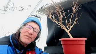 Обрезка моего нового мирта, Зона бонсай, январь 2026 г.