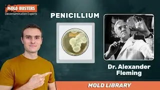 🦠 Penicillium - 📚Mold Library - Mold Busters